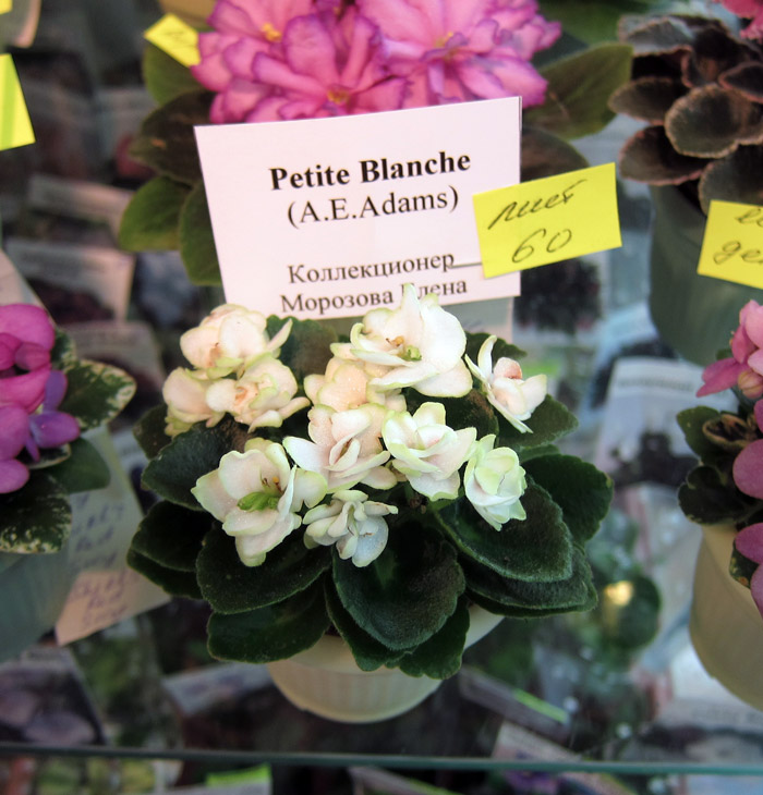 Petite-Blanche.jpg