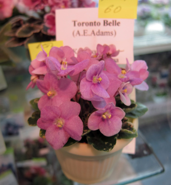 Toronto-Belle.jpg
