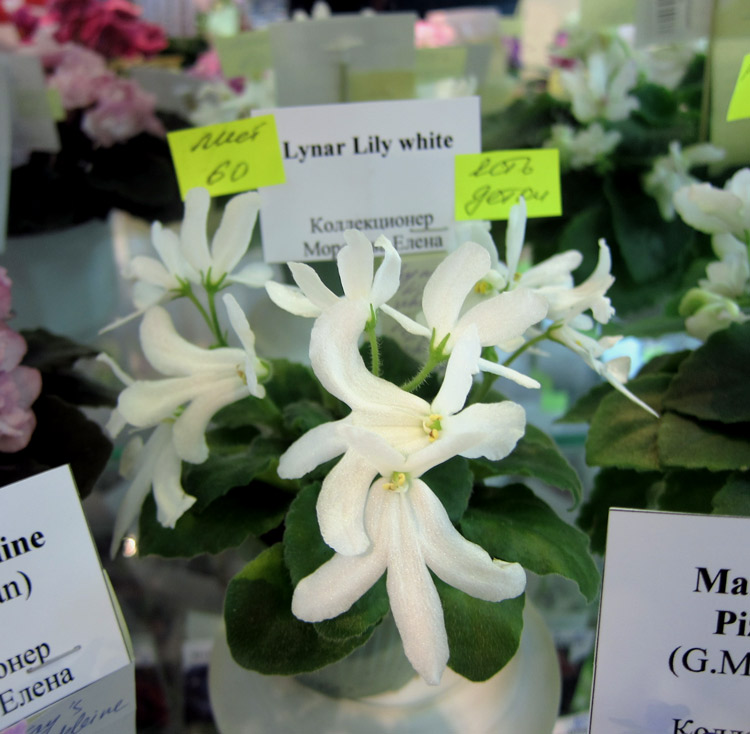 Lunar-Lily-white.jpg
