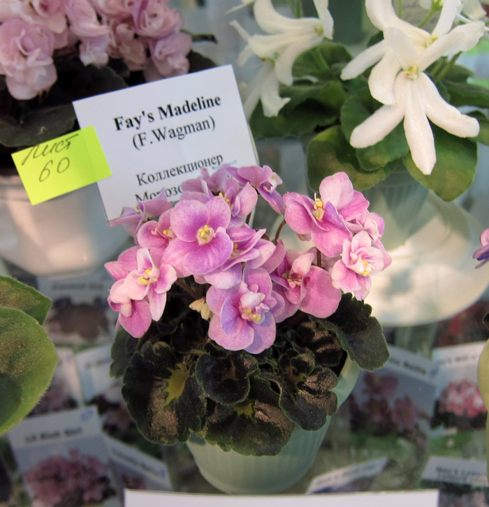Fay's-Madeleine.jpg