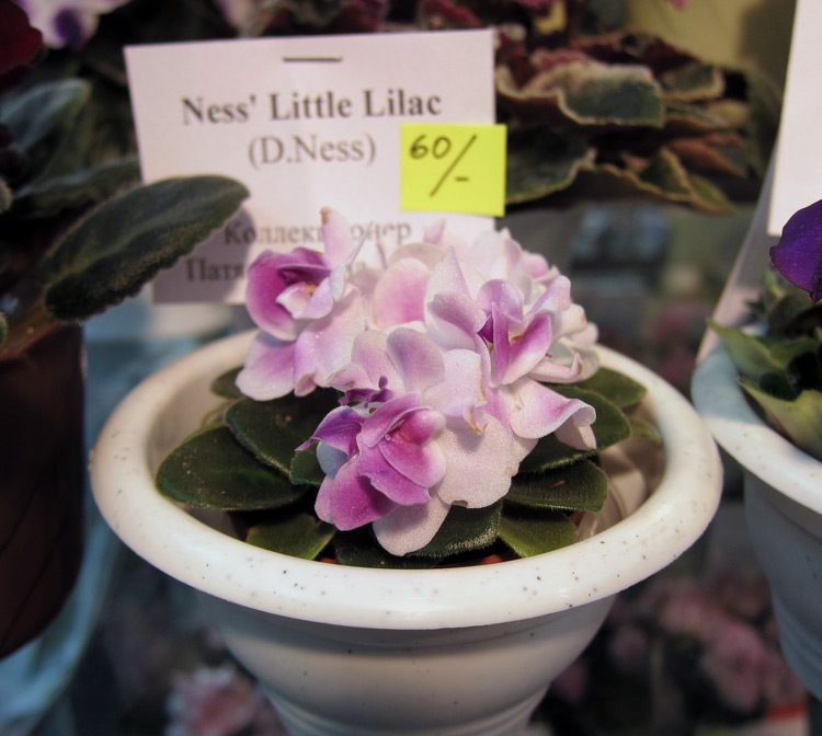 Ness'-Little-Lilac.jpg