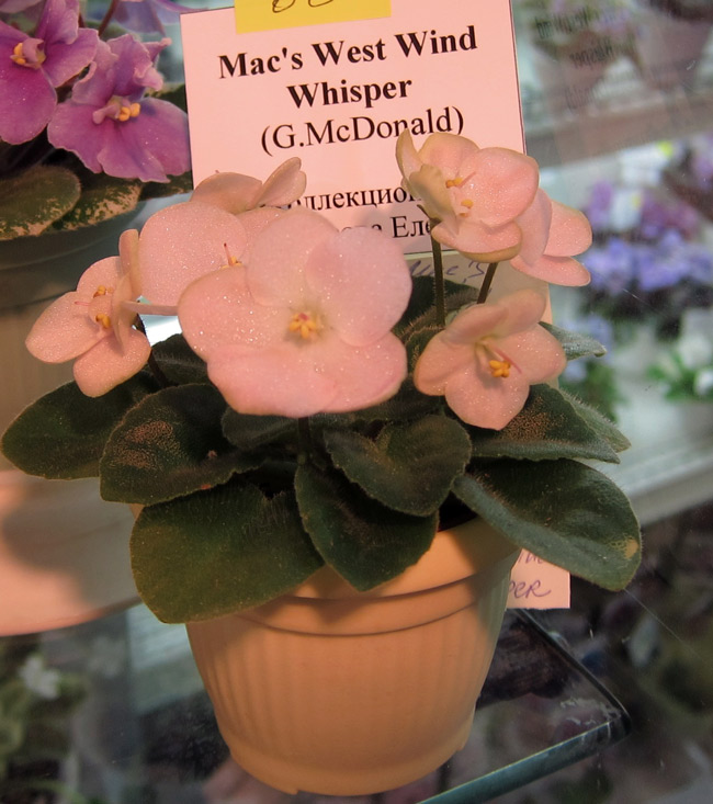 Mac's-West-Wind-Whisper.jpg