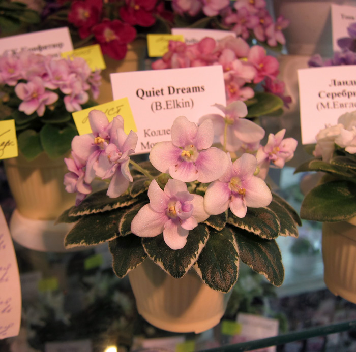 Quiet-Dreams.jpg