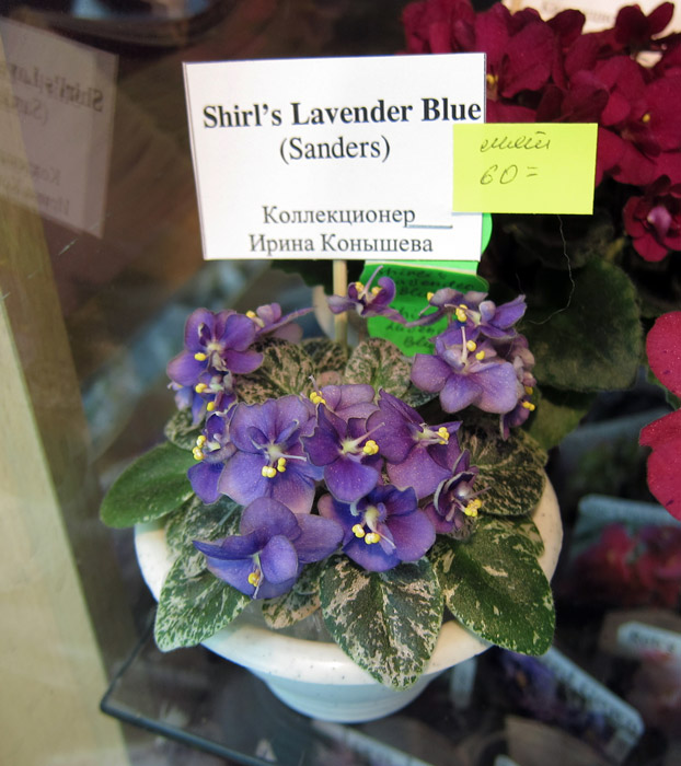 Shirl's-Lavender-Blue.jpg