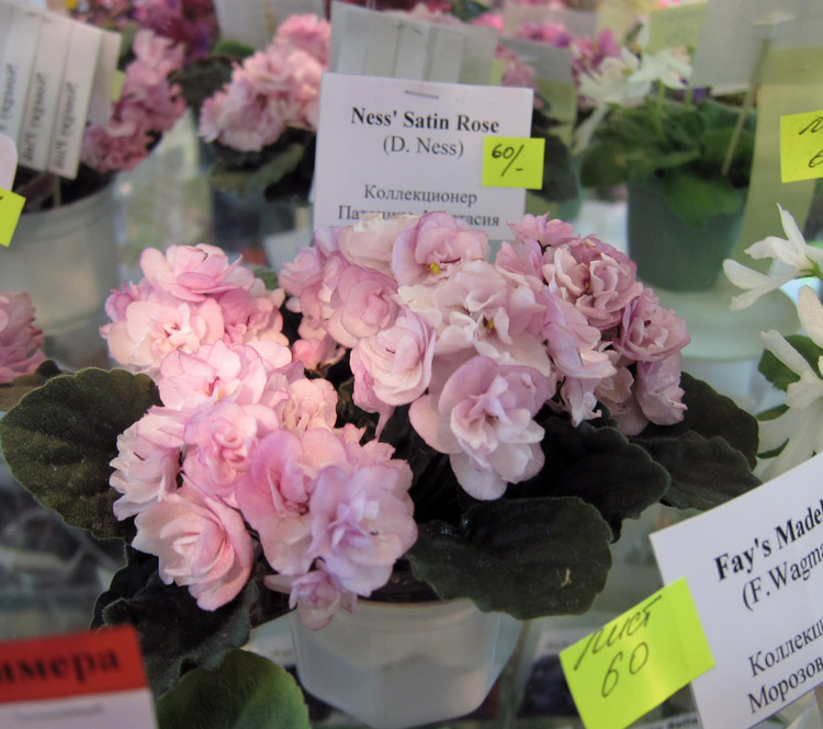 Ness'-Satin-Rose.jpg