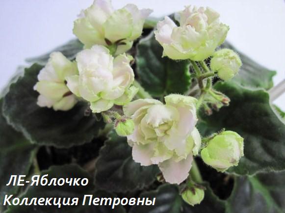 ЛЕ-Яблочко2.jpg