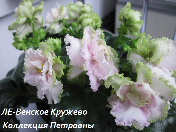 ЛЕ-Венское-Кружево2.jpg