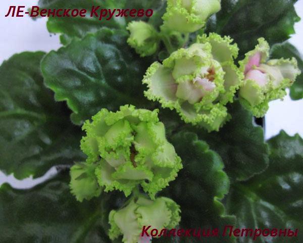 ЛЕ-Венское-Кружево1.jpg