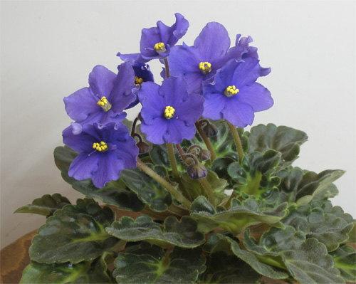 Kentucky Blue Bonnet