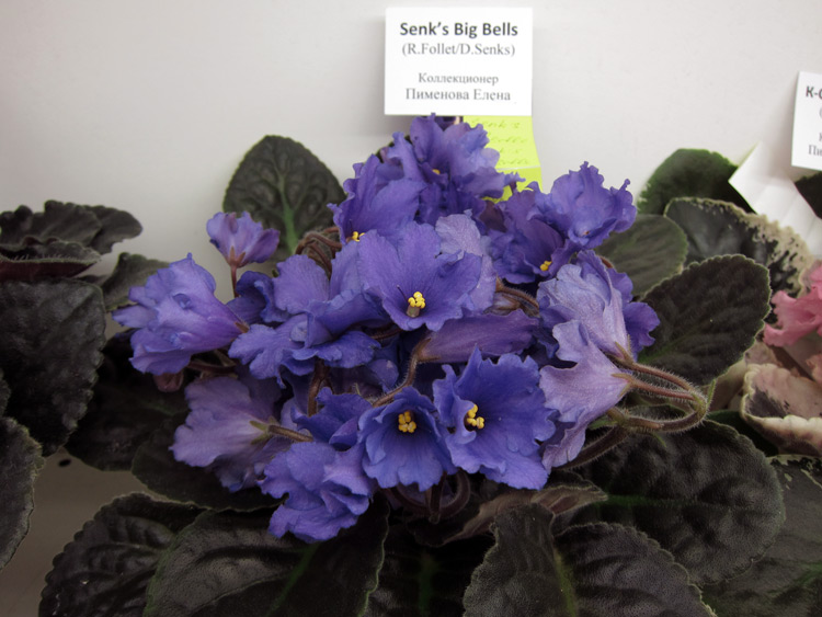 Senk's-Big-Bells.jpg