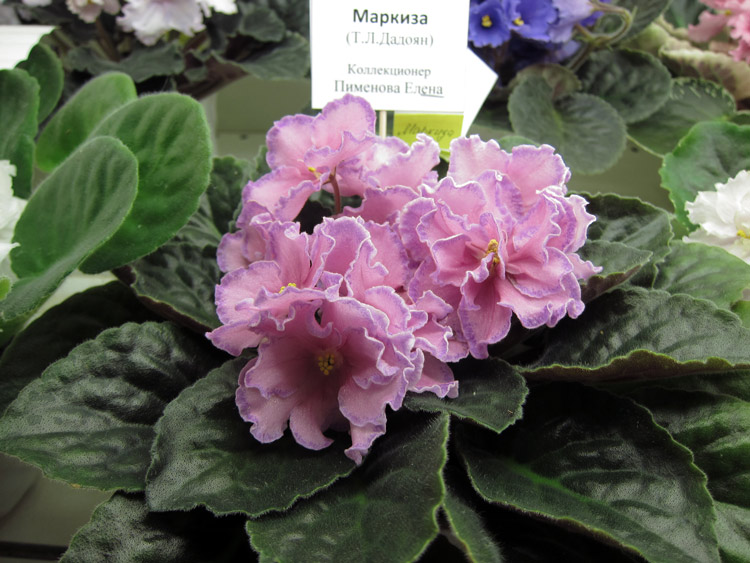 Маркиза.jpg