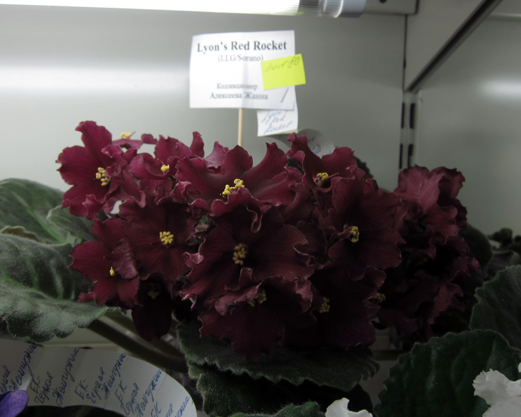 Lyon's-Red-Rocket.jpg
