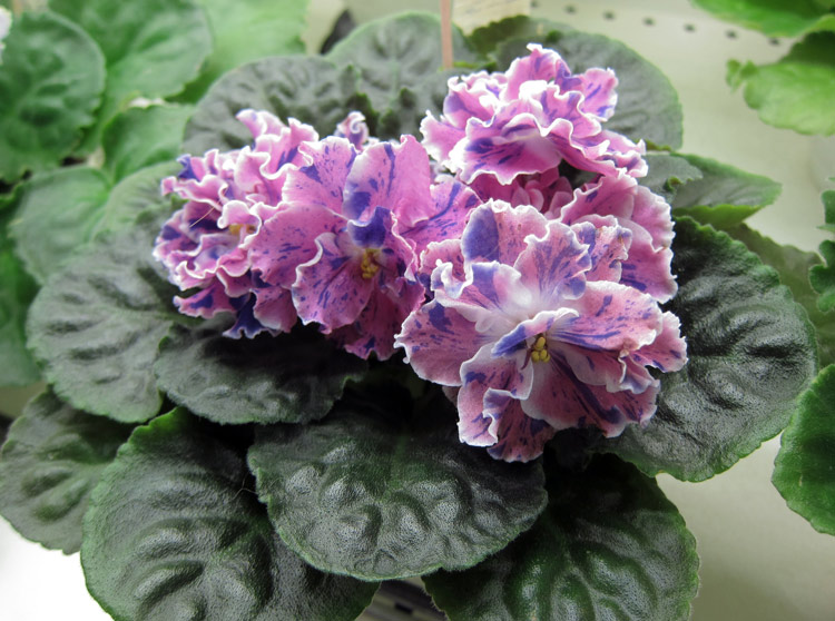 ЛЕ-Розмари.jpg