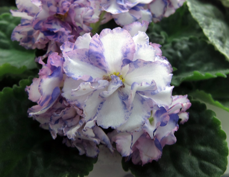 ЛЕ-Радужные-Блики-(Коч).jpg