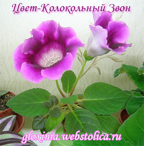 Цвет-Колокольный-Звон-470pi.jpg