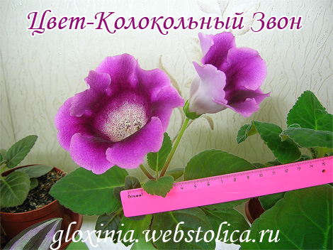 Цвет-Колокольный-Звон-+лин-470pi.jpg
