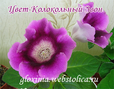 Цвет-Колокольный-Звон-цв-470pi.jpg