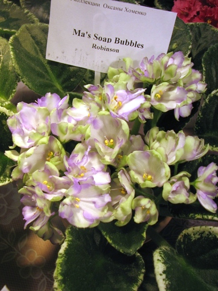 0 117.jpg