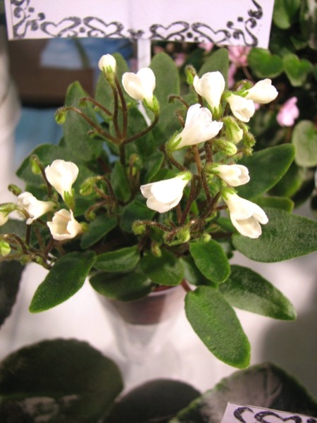 Chantaspring