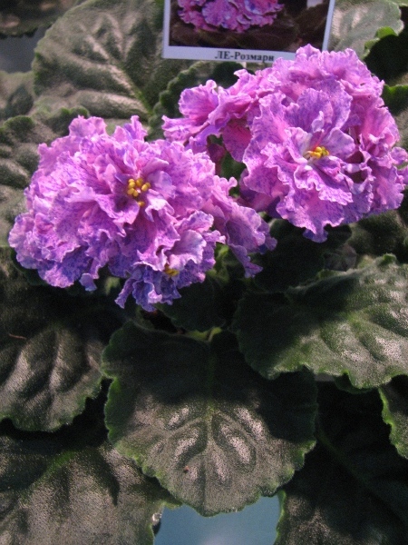 ЛЕ-Розмари