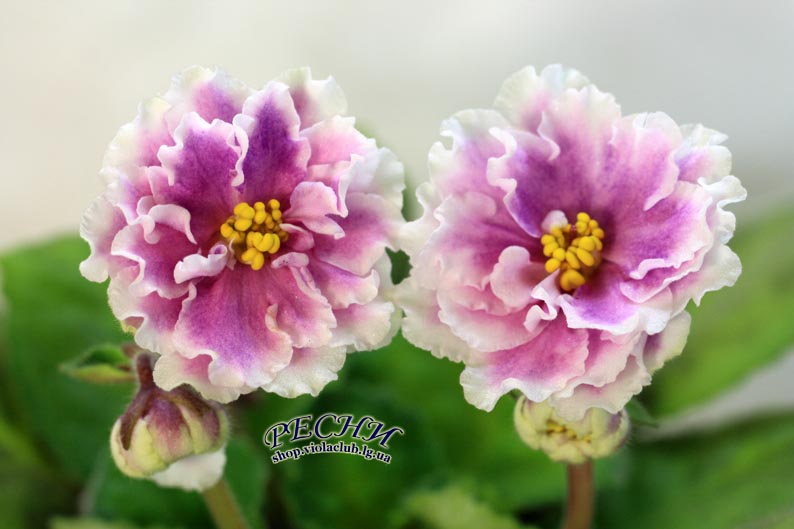IMG_3411 копия.jpg