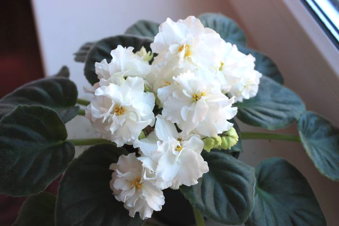 Spring Rose.jpg
