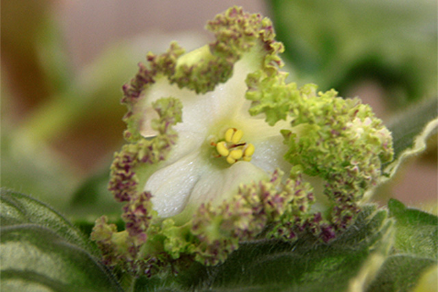 Buckeye Irish Lace.jpg