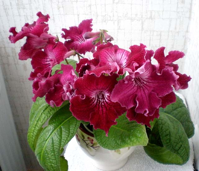 Barwa Indii.jpg