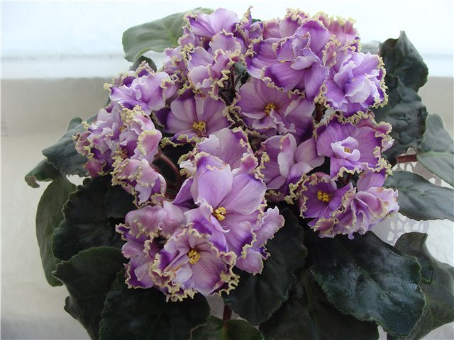 ЛЕ-Легкая Грусть.jpg