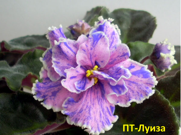 ПТ-ЛУИЗА-3.jpg