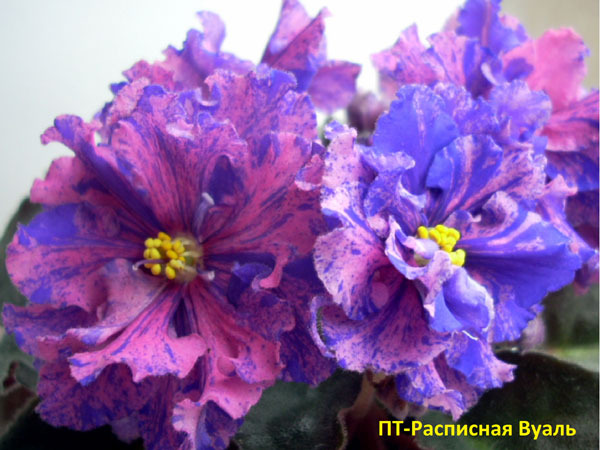 ПТ-Расписная-Вуаль-2.jpg