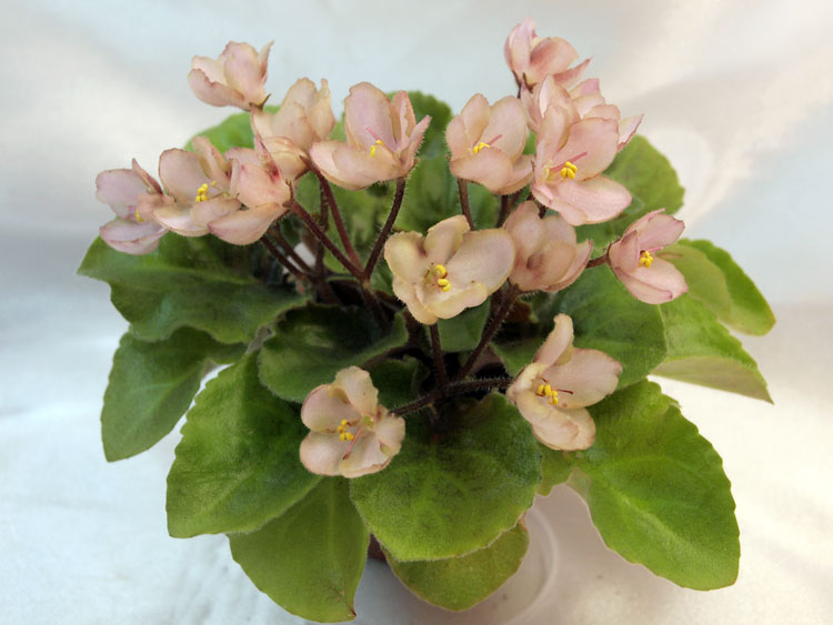Emerald Pink.jpg