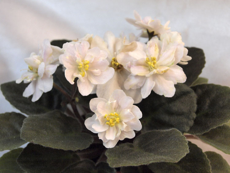 Jolly Moonflower.jpg