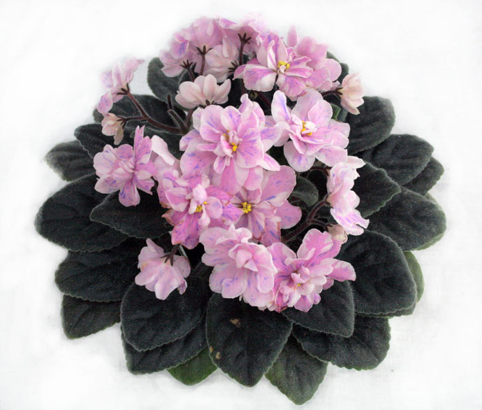 1место Ness' Spring Blush (Ness) коллекционер  И.Рачков