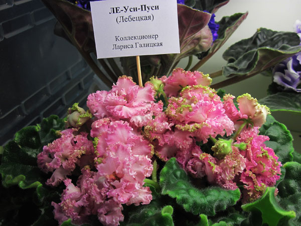 IMG_2547.jpg