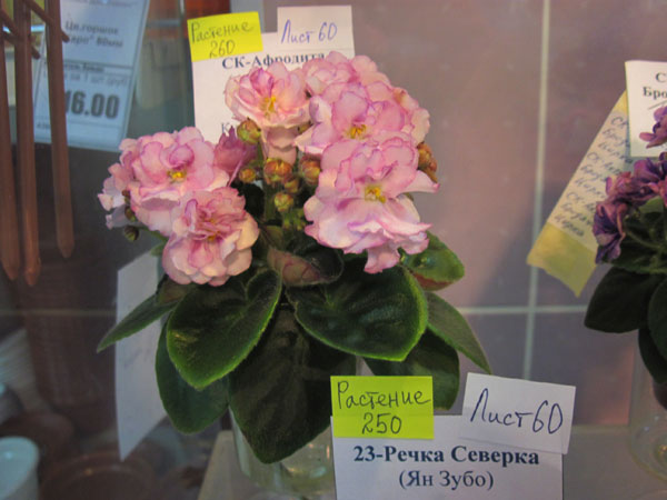 IMG_2585.jpg