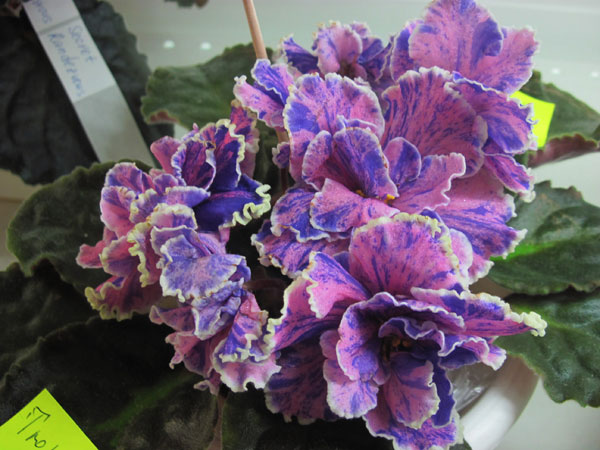 IMG_2629.jpg