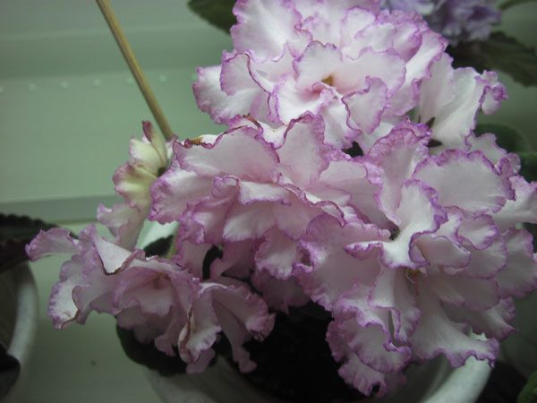 IMG_2632.jpg
