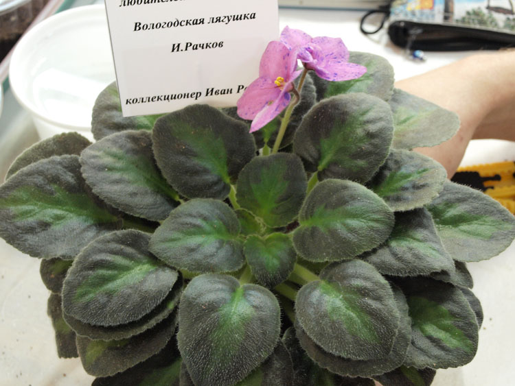 Вологодская Лягушка.jpg