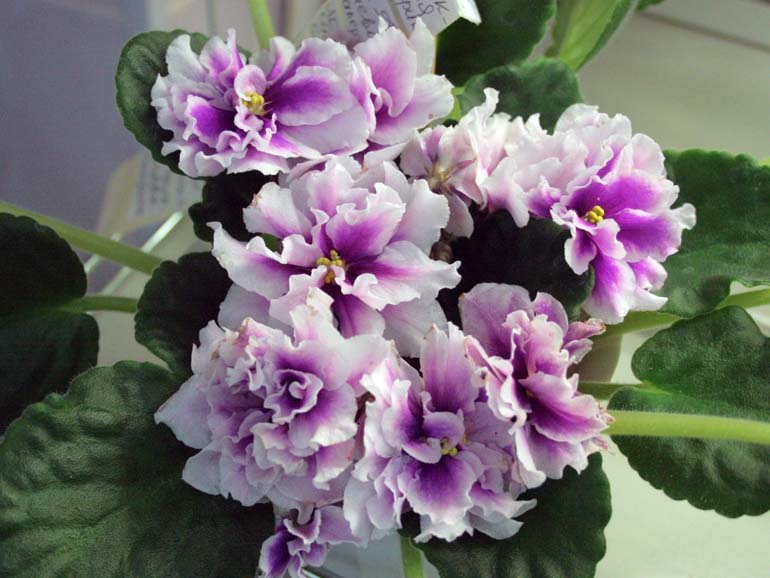 ЛЕ-Фуксиевая Балерина