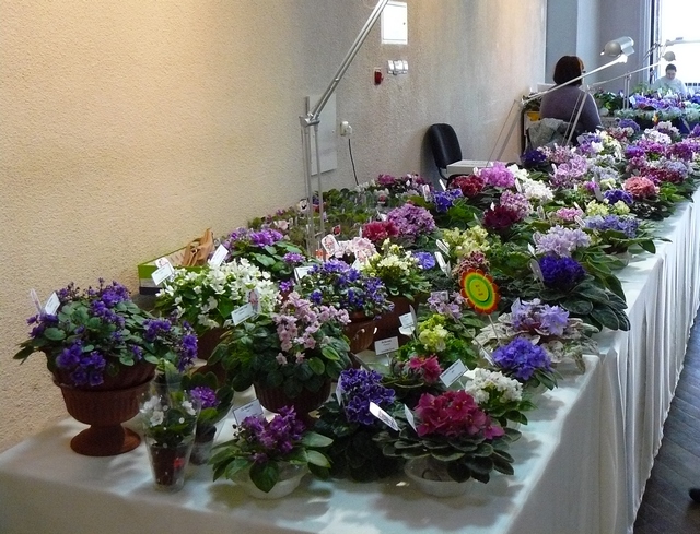 P1110533.JPG Краснодар.jpg