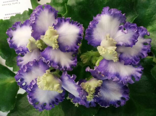 20130427_110931-1.jpg