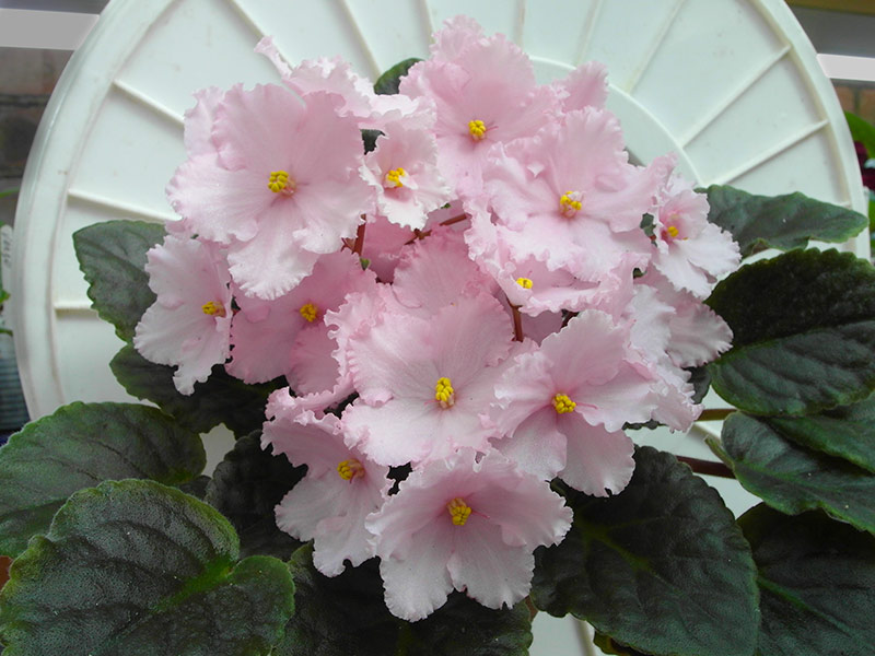Prima Pink