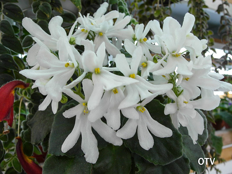 Lunar Lily-white