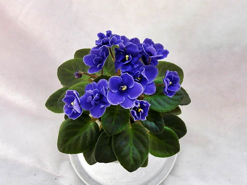Blue Blazes.JPG