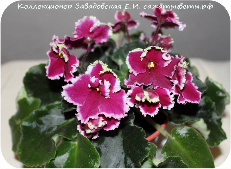 Фиалка, Огненные Мотыльки