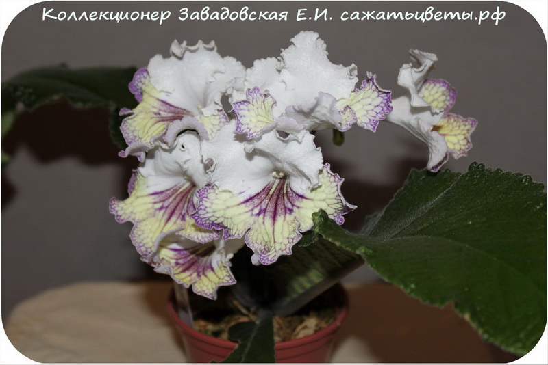 Стрептокарпус, Ambra