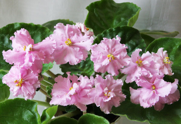 Лариса (Макуни)