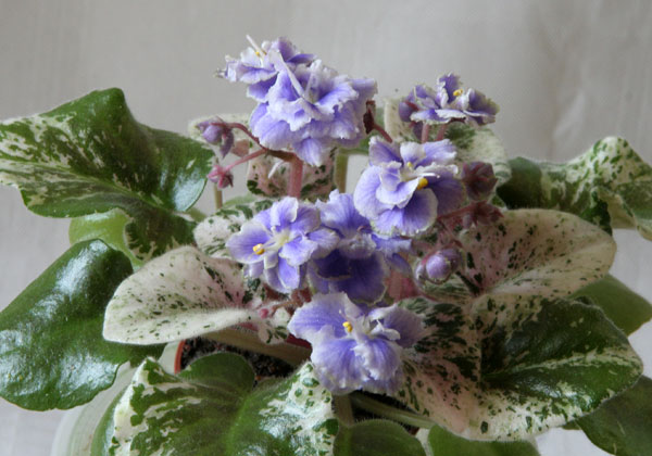Shirl's Ruffled Petticoat