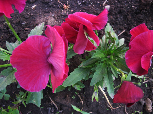 IMG_2737.jpg
